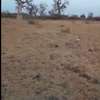 Terrain de plus d1hectare a céder a Nguekhokh thumb 0