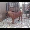 1 Mâle Boerboel adulte disponible thumb 2