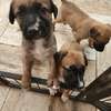 Croisés bergers belges malinois thumb 0