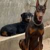 Chiots doberman thumb 0