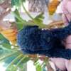 Caniche thumb 7