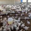 Ferme en activité 2 hectares thumb 2