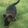 Chiot berger malinois thumb 0