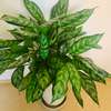 Petites et grandes Plantes d'intérieur vertes thumb 3