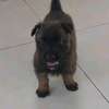 Chiots Berger Malinois thumb 1
