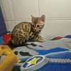 Bengal thumb 2