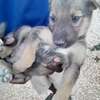 Chiots à vendre thumb 3