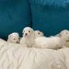 Bichon maltais thumb 1