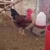 Poussins Goliath vaccinés à vendre thumb 7