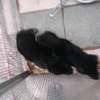 Chiots a vendre thumb 8