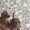 Rhodesian Ridgeback x malinois thumb 2