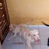 Labrador pure race thumb 5