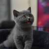 Chaton Scottish british thumb 1