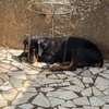 Chiot femelle Doberman noir et feu thumb 0