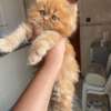 Chaton Persan de pure race thumb 0