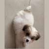Bichon maltais 1 a 6 mois thumb 3
