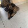 Malinois charbonnés à vendre thumb 1