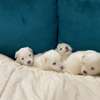 Bichon maltais thumb 0