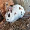 Magnifiques lapin🐰🐇 disponibles thumb 1
