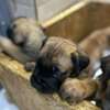 BOERBOEL thumb 5