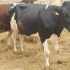 Vaches gestantes Holstein et Montbéliarde thumb 1