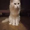Maine Coon thumb 8