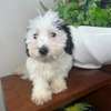 Bichon maltais à vendre thumb 5