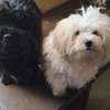 Bichon maltais thumb 0