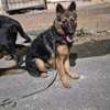 Berger Allemand femelle 6mois poil long thumb 2