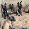 Chiots berger Belge Malinois thumb 2