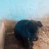 Chiots Cane Pure Race thumb 6