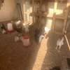 Poulets disponible thumb 0