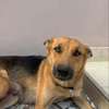 chienne berger allemand pure sang thumb 7