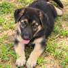 Chiots Berger Allemand vaccinés avec carnet thumb 0