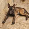 Magnifiques chiots Bergers Belges Malinois charbonnés thumb 1