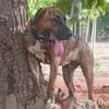 Presa Canario thumb 0