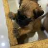 BOERBOEL thumb 2