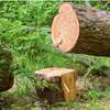 Abattage et élagage d'un arbre ou de plusieurs arbres thumb 1
