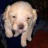 Bichon Maltais thumb 5