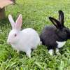 Couple métisse papillon de 3 mois à vendre thumb 3