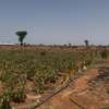 Terrain agricole Notto Diobass village Ngolar thumb 12