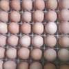 Poussins et œufs fertiles poulet goliath thumb 8