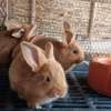 Lapins , lapereaux, géant des Flandres, fauve, rex tricolore thumb 2