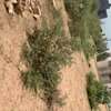 4500 m² à vendre à Saly center à Mbour sur la petite côte thumb 9