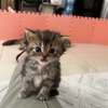 Chatons Chinchilla Persans – 2 mois et 2 semaines thumb 2