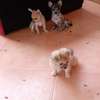 Chiots Chihuahua jeunes variés affectueux loyaux thumb 14