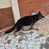 Berger Allemand femelle 6mois poil long thumb 1