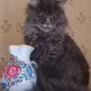 Maine Coon thumb 10