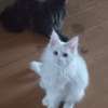 Maine Coon thumb 14