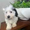 Bichon maltais à vendre thumb 4